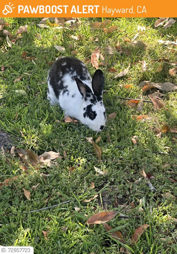 Found/Stray Unknown Rabbit last seen Blossom street, Hayward, CA 94541