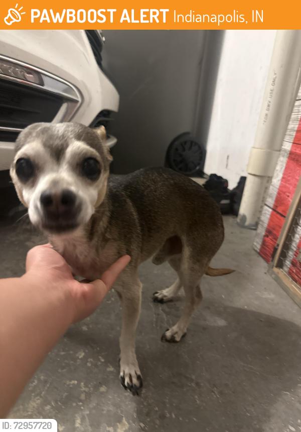 Found/Stray Male Dog last seen Gas station , Indianapolis, IN 46234