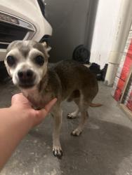 Found/Stray Male Dog last seen Gas station , Indianapolis, IN 46234