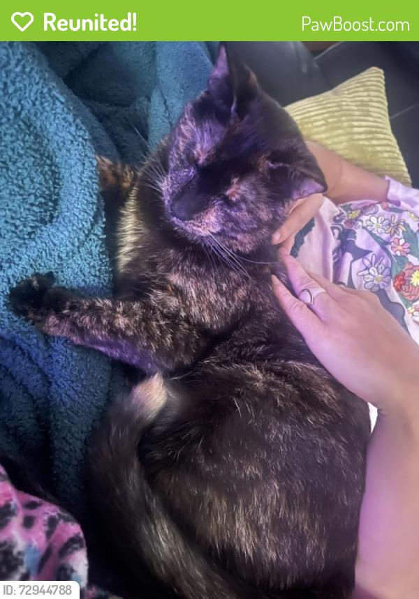 Reunited Female Cat last seen Near the bottom of the stairwell on facing avenida ta across from aurora. , Clermont, FL 34714