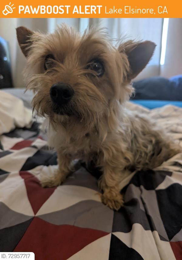 Found/Stray Female Dog last seen  sweet Juliet ln near the street sign , Lake Elsinore, CA 92532