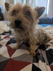 Found/Stray Female Dog last seen  sweet Juliet ln near the street sign , Lake Elsinore, CA 92532