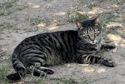 Reunited Male Cat last seen Near W Francisquito Ave, La Puente, CA 91746, USA, La Puente, CA 91746