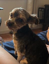 Lost Male Dog last seen naches road, Yakima, WA 98908