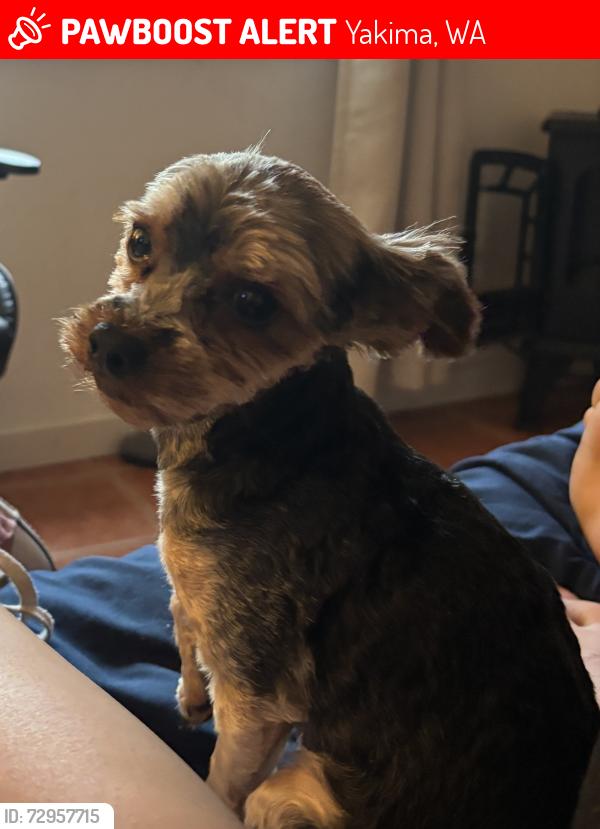 Lost Male Dog last seen naches road, Yakima, WA 98908