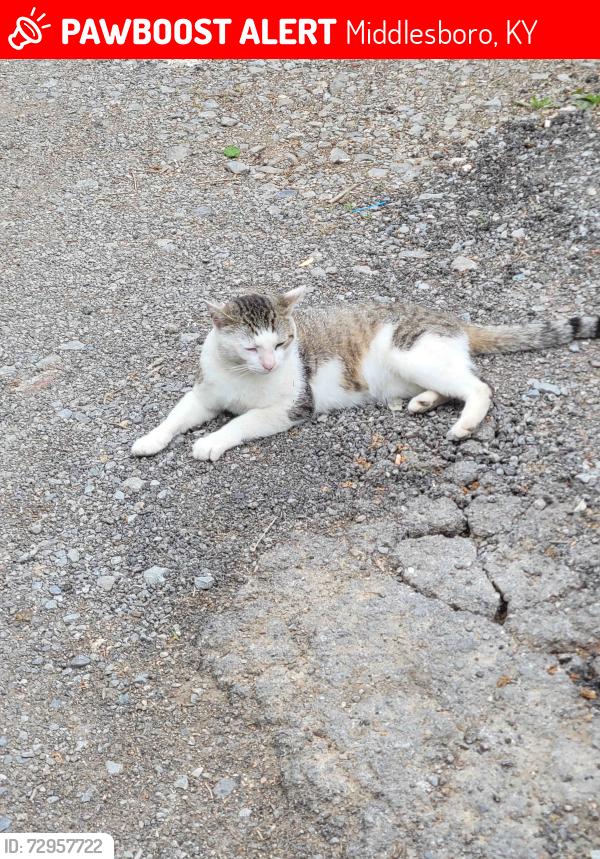 Lost Male Cat last seen south Side park, Middlesboro, KY 40965