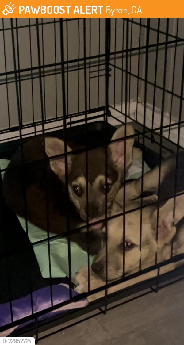 Found/Stray Female Dog last seen White rd , Byron, GA 31008