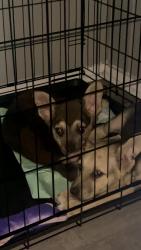 Found/Stray Female Dog last seen White rd , Byron, GA 31008
