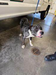 Shelter Stray Male Dog last seen Elliham Avenue, North Chesterfield, VA, 23237, Chesterfield, VA 23832