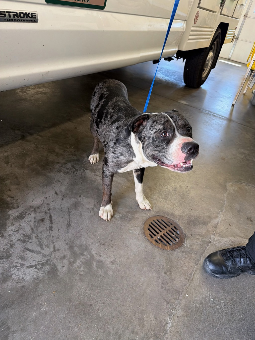 Shelter Stray Male Dog last seen Elliham Avenue, North Chesterfield, VA, 23237, Chesterfield, VA 23832