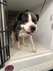 Shelter Stray Female Dog last seen Elliham Avenue, North Chesterfield, VA, 23237, Chesterfield, VA 23832