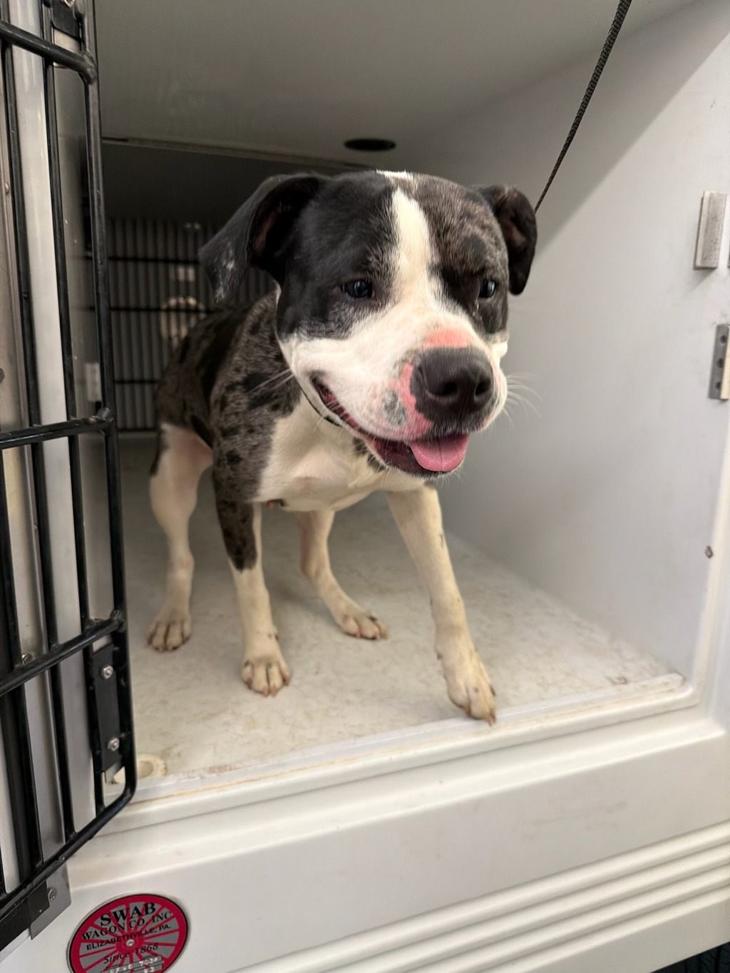 Shelter Stray Female Dog last seen Elliham Avenue, North Chesterfield, VA, 23237, Chesterfield, VA 23832