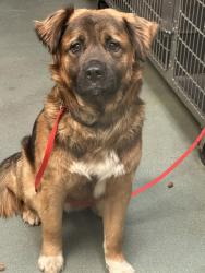 Shelter Stray Male Dog last seen Near Mitchell Mill Road, WAKE FOREST, NC, 27587, Raleigh, NC 27610
