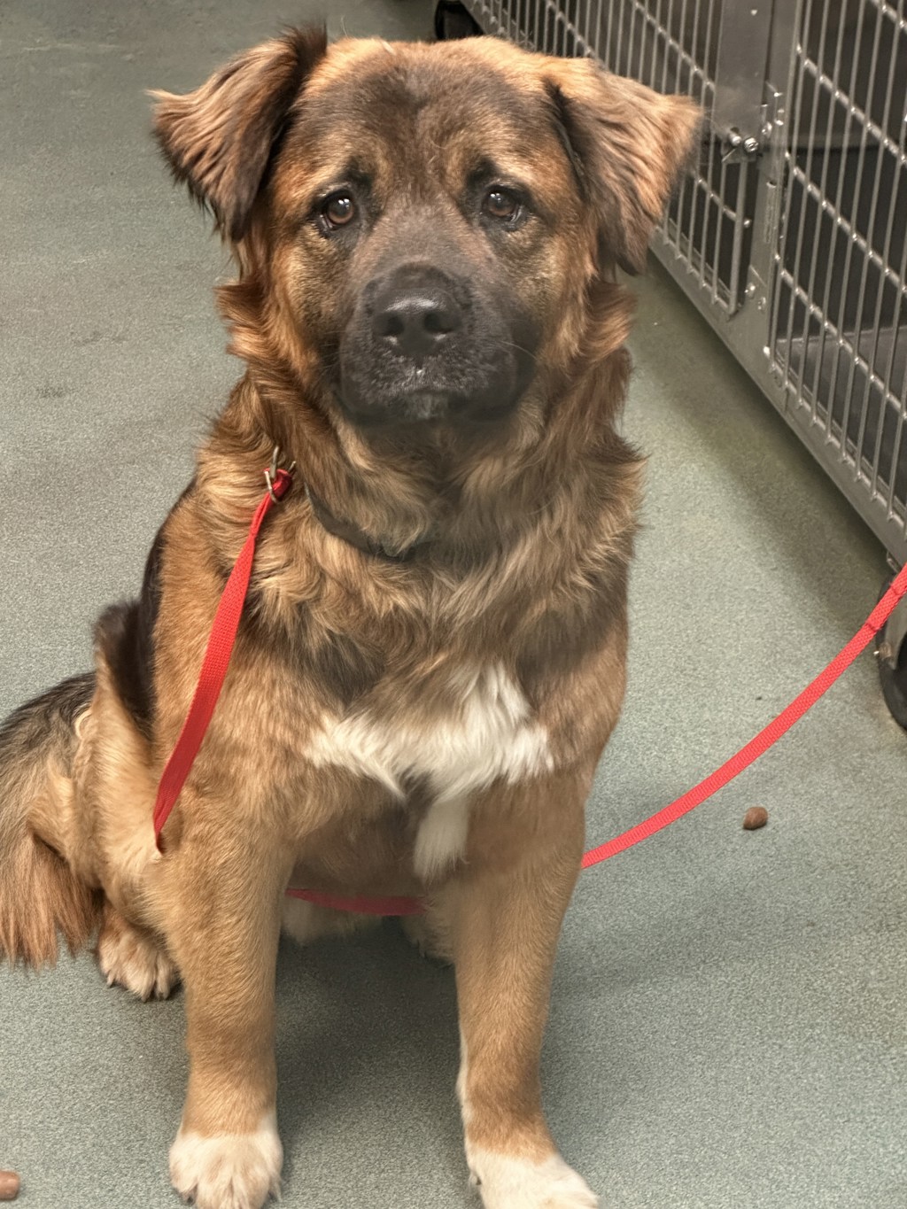 Shelter Stray Male Dog last seen Near Mitchell Mill Road, WAKE FOREST, NC, 27587, Raleigh, NC 27610