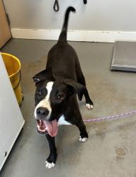 Shelter Stray Male Dog last seen Near S 900 W, SALT LAKE CITY, UT, 84104, Taylorsville, UT 84123