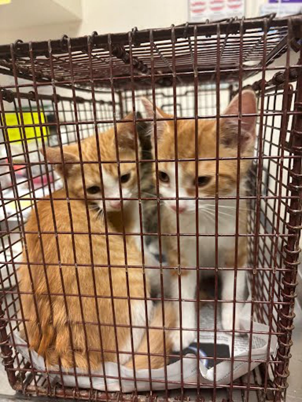 Shelter Stray Female Cat last seen Near Fulkes Road, LEANDER, TX, 78641, Austin, TX 78702