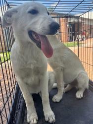 Shelter Stray Female Dog last seen Near Fm 812, DEL VALLE, TX, 78617, Austin, TX 78702