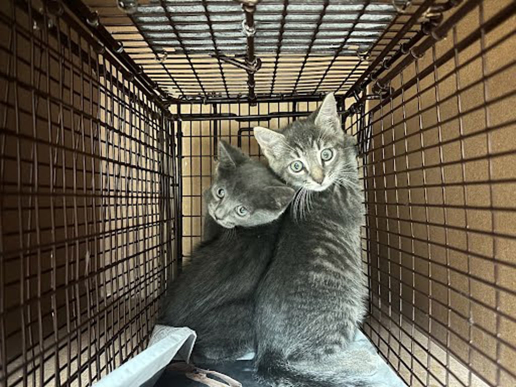 Shelter Stray Female Cat last seen Near Honeycomb Drive, AUSTIN, TX, 78737, Austin, TX 78702