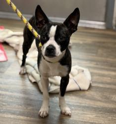 Shelter Stray Male Dog last seen Near 30th, San Diego, CA, 92113, San Diego, CA 92110
