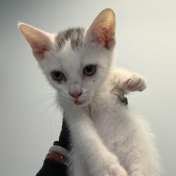 Shelter Stray Female Cat last seen Near Highland Avenue, San Diego, CA, 92105, San Diego, CA 92110