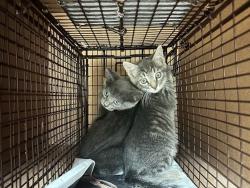 Shelter Stray Male Cat last seen Near Honeycomb Drive, AUSTIN, TX, 78737, Austin, TX 78702