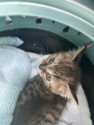 Shelter Stray Unknown Cat last seen Near Coral Gables Court, VIRGINIA BEACH, VA, 23452, Virginia Beach, VA 23451