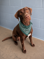 Shelter Stray Male Dog last seen Near Old Silo Road, RAYNE, LA, 70578, 410 Dugas Rd, Lafayette, LA 70507, USA