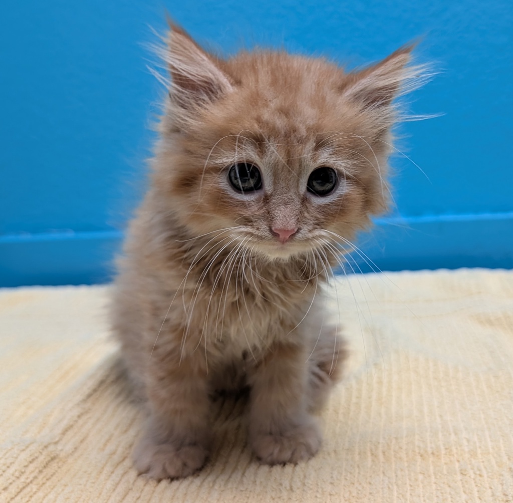 Shelter Stray Female Cat last seen Midway Drive, Escondido, CA, 92025, Escondido, CA 92027