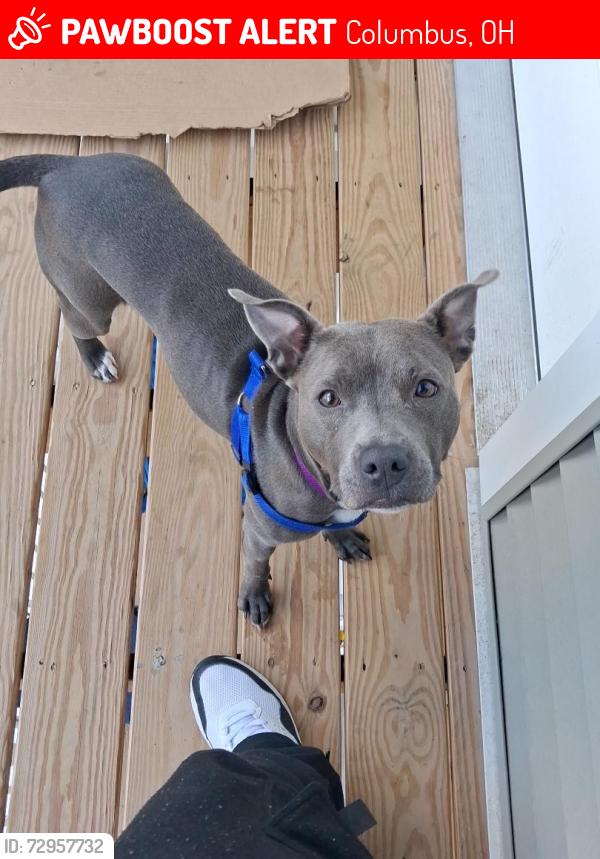 Lost Female Dog last seen Parsons ave, Columbus, OH 43207