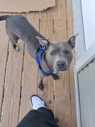 Lost Female Dog last seen Parsons ave, Columbus, OH 43207