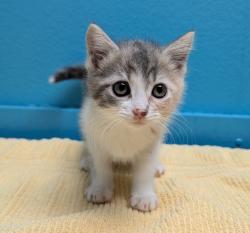 Shelter Stray Female Cat last seen Midway Drive, Escondido, CA, 92025, Escondido, CA 92027