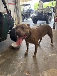 Reunited Female Dog last seen Mabry , Tallahassee, FL 32304
