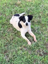 Found/Stray Male Dog last seen Edwards cutoff, Alma, AR 72921