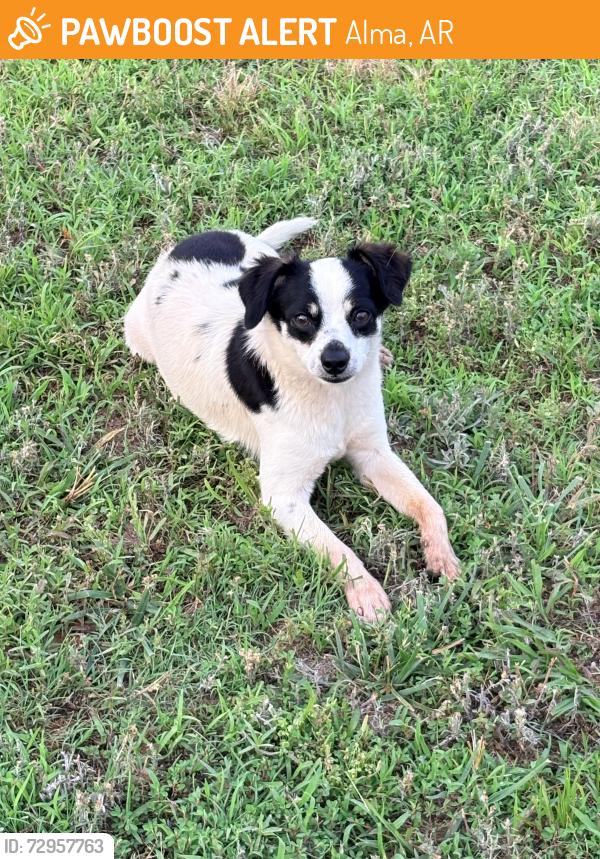 Found/Stray Male Dog last seen Edwards cutoff, Alma, AR 72921