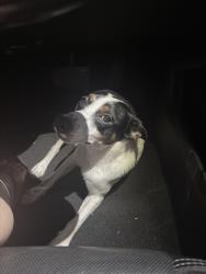 Found/Stray Male Dog last seen Amazon hmstd , Homestead, FL 33030