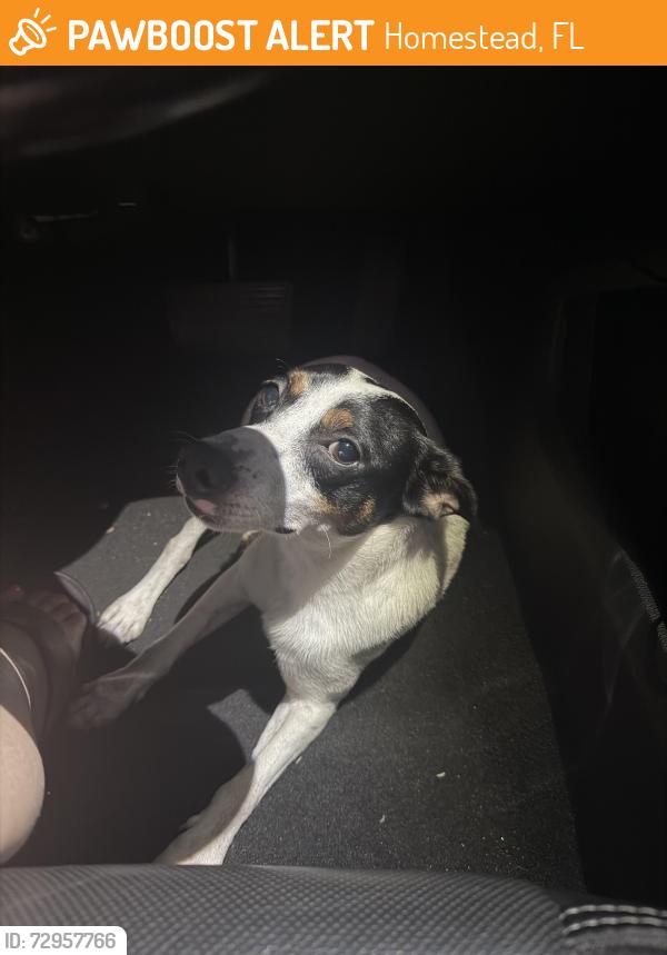 Found/Stray Male Dog last seen Amazon hmstd , Homestead, FL 33030