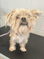 Found/Stray Male Dog last seen 7th St E and Birmingham St , Saint Paul, MN 55106