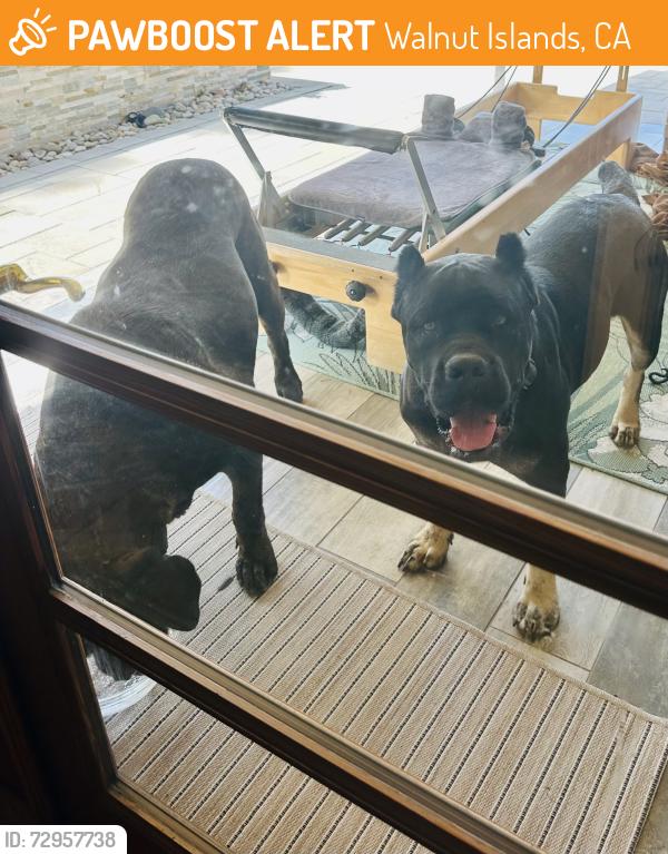 Found/Stray Unknown Dog last seen Almost to the top of the mountain, Walnut Islands, CA 91724