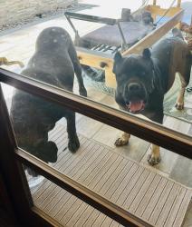 Found/Stray Unknown Dog last seen Almost to the top of the mountain, Walnut Islands, CA 91724