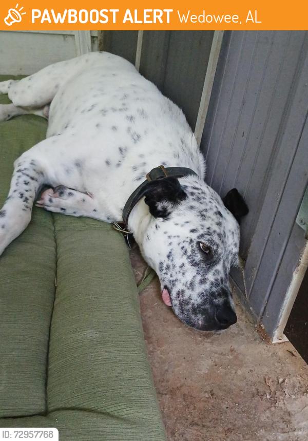 Found/Stray Male Dog last seen Old cedar valley road, Wedowee, AL 36278