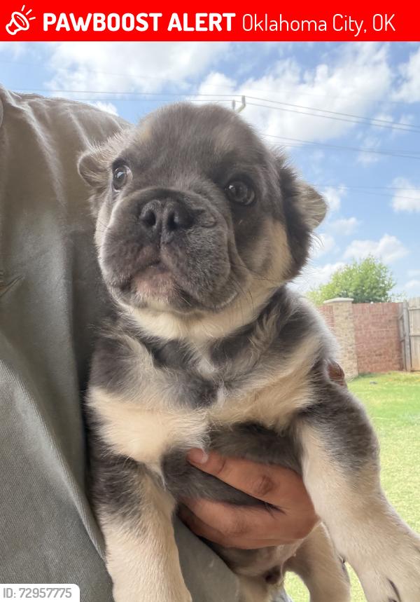 Lost Male Dog last seen Nw 16th and ann arbor, Oklahoma City, OK 73127