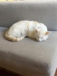 Found/Stray Male Cat last seen West Avenue 35, Los Angeles, CA 90065
