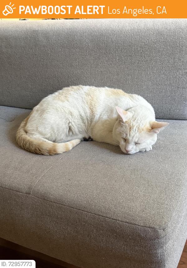 Found/Stray Male Cat last seen West Avenue 35, Los Angeles, CA 90065