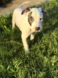 Found/Stray Male Dog last seen Gessner and Eddystone, Houston, TX 77080