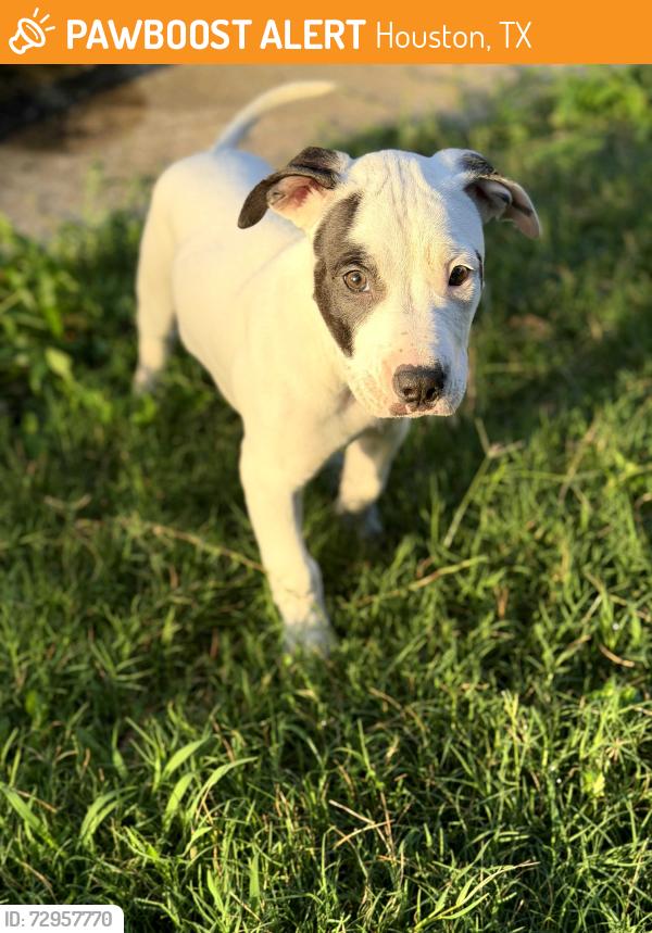 Found/Stray Male Dog last seen Gessner and Eddystone, Houston, TX 77080