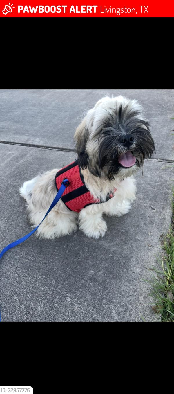 Lost Male Dog last seen Trinity Lutheran Church, Livingston, TX 77351