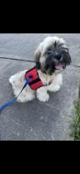 Lost Male Dog last seen Trinity Lutheran Church, Livingston, TX 77351
