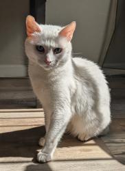 Lost Female Cat last seen Kipling Village Aprtments, Wheat Ridge, CO 80033