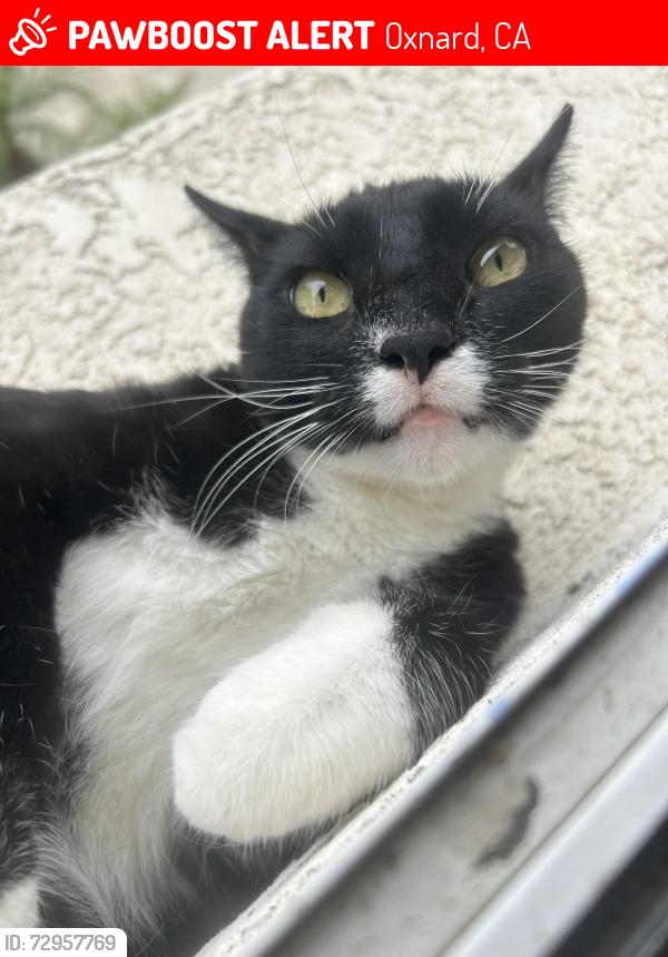 Lost Male Cat last seen Nopal Walk, Colonia Road, Oxnard, CA 93030