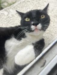 Lost Male Cat last seen Nopal Walk, Colonia Road, Oxnard, CA 93030